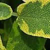 Salvia officinalis 'Icterina', leaves