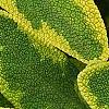 Salvia officinalis 'Icterina', leaves