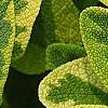 Salvia officinalis 'Icterina', leaves