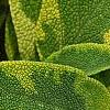 Salvia officinalis 'Icterina', leaves