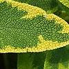 Salvia officinalis 'Icterina', leaves