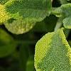 Salvia officinalis 'Icterina', leaves