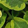 Salvia officinalis 'Icterina', leaves