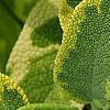 Salvia officinalis 'Icterina', leaves