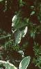 Salvia officinalis 'Tricolor', leaves