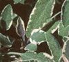 Salvia officinalis 'Tricolor', leaves