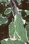 Salvia officinalis 'Tricolor', leaves