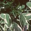 Salvia officinalis 'Tricolor', leaves