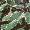 Salvia officinalis 'Tricolor', leaves