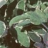 Salvia officinalis 'Tricolor', leaves