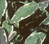 Salvia officinalis 'Tricolor', leaves