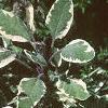 Salvia officinalis 'Tricolor', leaves