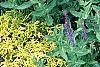 Salvia x superba 'May Night', habit