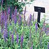 Salvia x superba 'May Night', habit