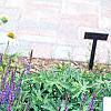 Salvia x superba 'May Night', habit