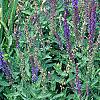 Salvia x superba 'May Night', habit