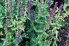 Salvia x superba 'May Night', habit