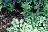 Salvia x superba 'May Night', habit