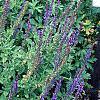 Salvia x superba 'May Night', habit