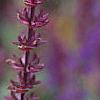 Salvia x superba 'May Night', flowers