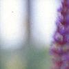 Salvia x superba 'May Night', flowers