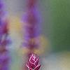 Salvia x superba 'May Night', flowers