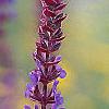 Salvia x superba 'May Night', flowers