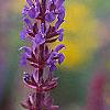 Salvia x superba 'May Night', flowers