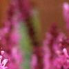Salvia x suberba 'Rose Queen', flowers