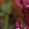 Salvia x suberba 'Rose Queen', flowers