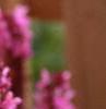Salvia x suberba 'Rose Queen', flowers