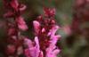 Salvia x suberba 'Rose Queen', flowers