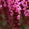 Salvia x suberba 'Rose Queen', flowers