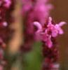 Salvia x suberba 'Rose Queen', flowers