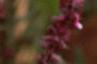 Salvia x suberba 'Rose Queen', flowers