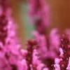 Salvia x suberba 'Rose Queen', flowers