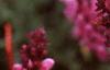 Salvia x suberba 'Rose Queen', flowers