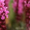Salvia x suberba 'Rose Queen', flowers