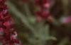 Salvia x suberba 'Rose Queen', flowers