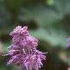 Salvia verticillata 'Purple Rain', flowers