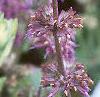 Salvia verticillata 'Purple Rain', flowers
