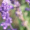 Salvia 'Vista Lavender', flowers