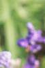 Salvia 'Vista Lavender', flowers