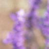 Salvia 'Vista Lavender', flowers