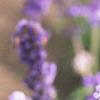 Salvia 'Vista Lavender', flowers