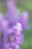 Salvia 'Vista Lavender', flowers