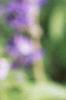 Salvia 'Vista Lavender', flowers