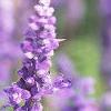 Salvia 'Vista Lavender', flowers