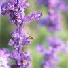 Salvia 'Vista Lavender', flowers