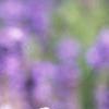 Salvia 'Vista Lavender', flowers